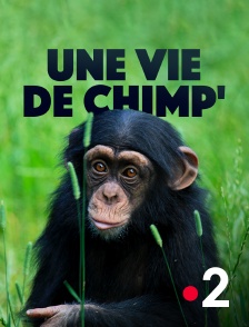 France 2 - Une vie de chimp'