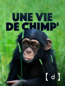 France TV Docs - Une vie de chimp'