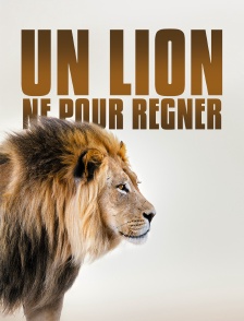 Un lion né pour régner