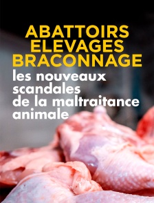 Abattoirs, élevages, braconnage : les nouveaux scandales de la maltraitance animale