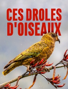 Ces drôles d'oiseaux