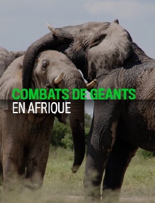 Combats de géants en Afrique
