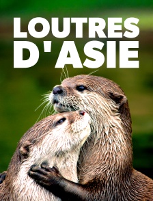 Loutres d'Asie - une vie sur le fleuve
