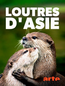 Arte - Loutres d'Asie - une vie sur le fleuve