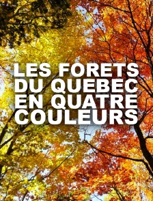 Les forêts du Québec en quatre couleurs