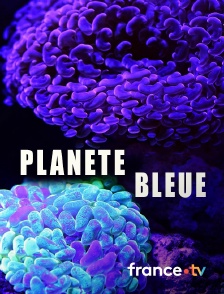 France.tv - Planète bleue