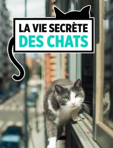 La vie secrète des chats