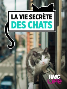 RMC Life - La vie secrète des chats