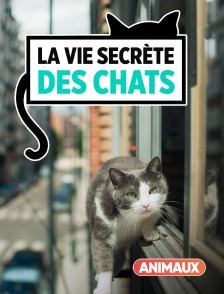 Animaux - La vie secrète des chats