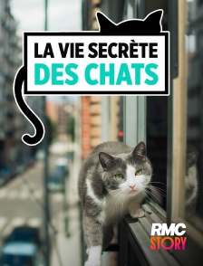 RMC Story - La vie secrète des chats