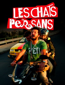 Les chats persans