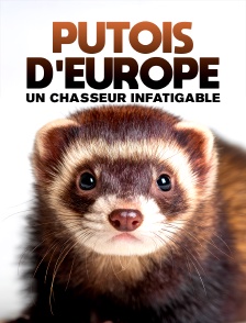 Putois d'Europe, un chasseur infatigable