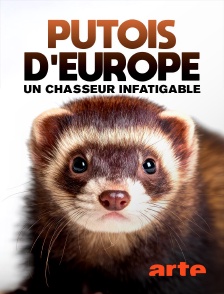 Arte - Putois d'Europe, un chasseur infatigable