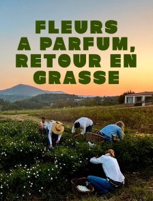 Fleurs à parfum, retour en Grasse