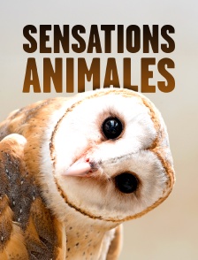 Sensations animales