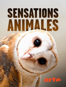 Arte - Sensations animales