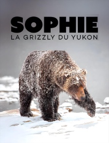 Sophie, la grizzly du Yukon