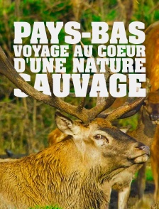 Pays-Bas, voyage au coeur d'une nature sauvage