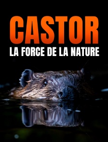 Castor, la force de la nature