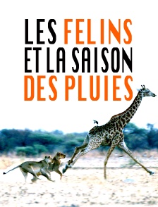 Les félins et la saison des pluies