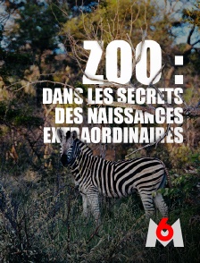 M6 - Zoo : dans les secrets des naissances extraordinaires