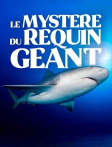 Le mystère du requin géant