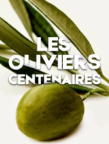 Les oliviers centenaires