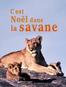 C'est Noël dans la savane