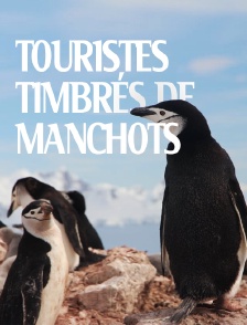Touristes timbrés de manchots
