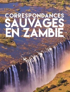 Correspondances sauvages en Zambie