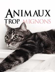 Animaux trop mignons