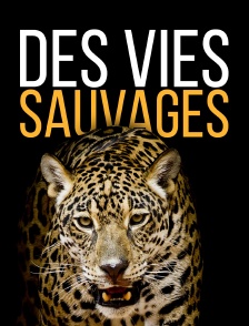 Des vies sauvages