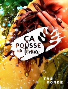 TV5MONDE - Ça pousse au fenua