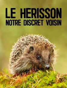 Le hérisson, notre discret voisin