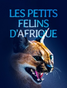 Les petits félins d'Afrique