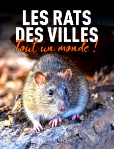 Les rats des villes : Tout un monde !