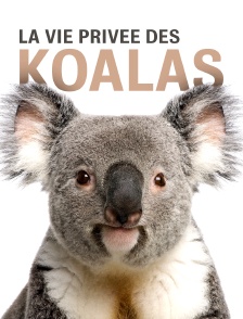 La vie privée des koalas