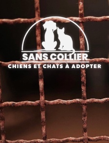 Sans collier