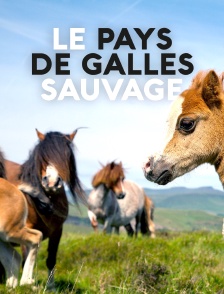 Le Pays de Galles sauvage