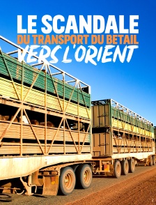 Le scandale du transport du bétail vers l'Orient