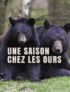 Une saison chez les ours