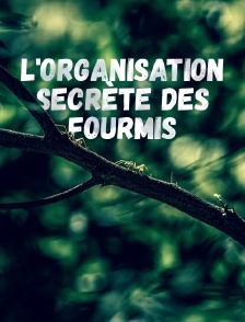 L'organisation secrète des fourmis