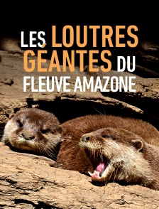 Les loutres géantes du fleuve Amazone