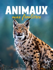 Animaux sans frontières