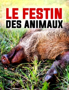 Le festin des animaux