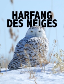 Harfang des neiges
