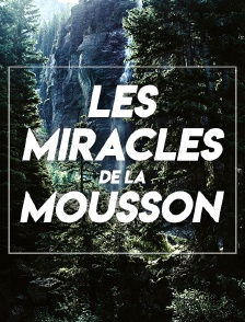 Les miracles de la mousson