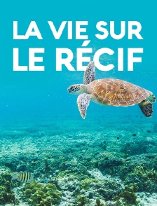La vie sur le récif