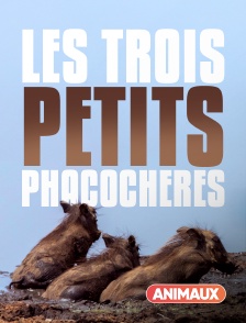 Animaux - Les trois petits phacochères