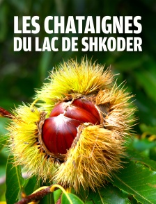 Les châtaignes du lac de Shkodër au Monténégro